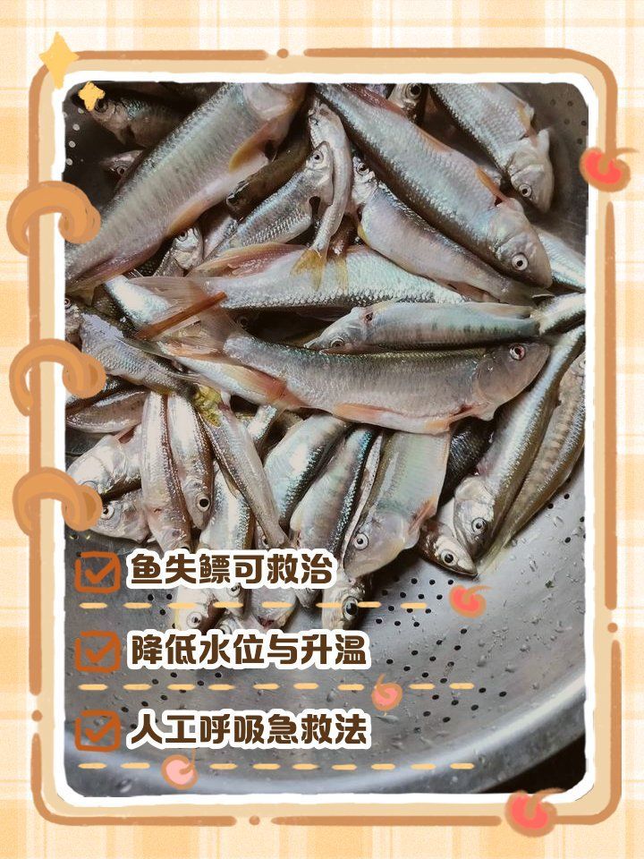 失鰾癥能完全恢復(fù)嗎，如何判斷金魚失鰾癥的嚴(yán)重程度？