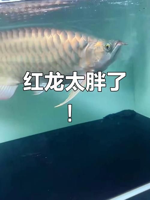 給我一些戰車型龍魚的圖片示例，一些戰車型龍魚的圖片示例