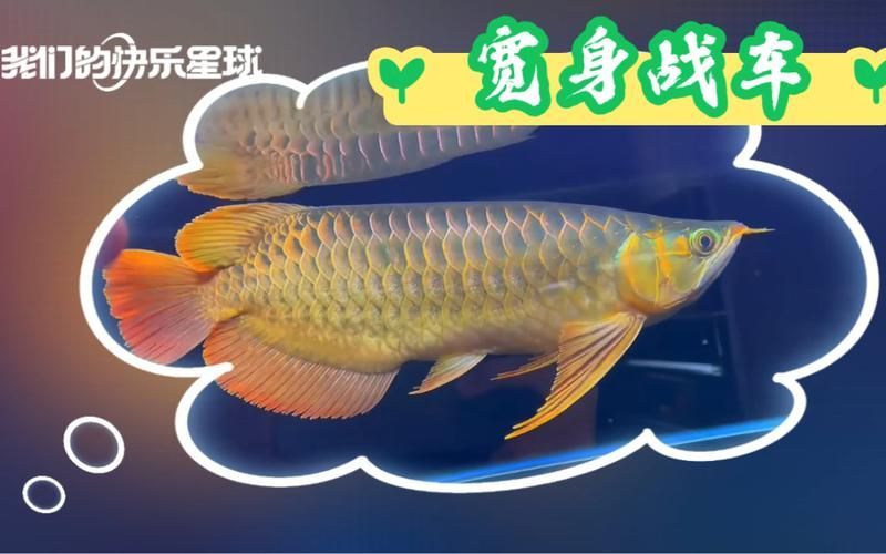 給我一些戰車型龍魚的圖片示例，一些戰車型龍魚的圖片示例