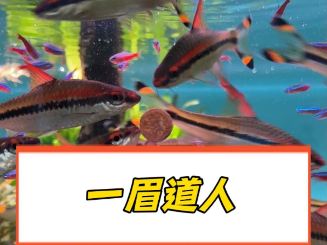 一眉道人魚，《一眉道長》之一眉道人魚