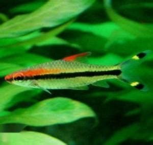 一眉道人魚，《一眉道長》之一眉道人魚