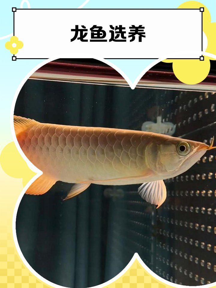 青龍魚和金龍魚哪個更有觀賞價值，金龍魚和青龍魚哪個更有收藏價值