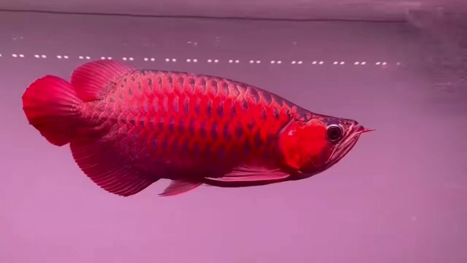 有哪些著名的紅龍福龍魚品種，紅龍福龍魚鑒賞指南