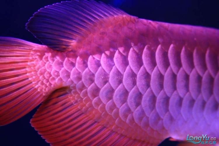 給我一些紫色龍魚(yú)的圖片作為參考，紫色龍魚(yú)品種詳解：紫艷紅龍魚(yú)，紫艷紅龍魚(yú)