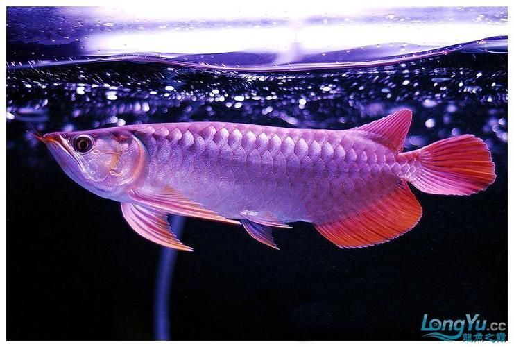 給我一些紫色龍魚(yú)的圖片作為參考，紫色龍魚(yú)品種詳解：紫艷紅龍魚(yú)，紫艷紅龍魚(yú)