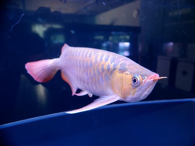 給我一些紫色龍魚(yú)的圖片作為參考，紫色龍魚(yú)品種詳解：紫艷紅龍魚(yú)，紫艷紅龍魚(yú)