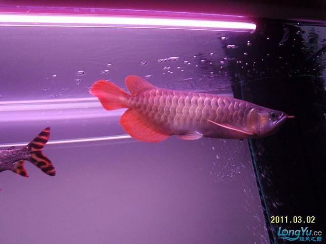 給我一些紫色龍魚(yú)的圖片作為參考，紫色龍魚(yú)品種詳解：紫艷紅龍魚(yú)，紫艷紅龍魚(yú)