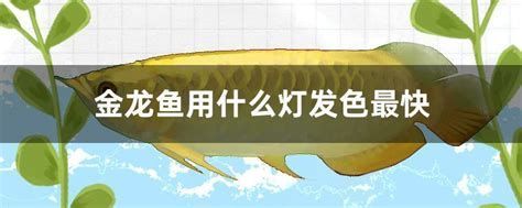 推薦幾款性價比高的龍魚誘色燈，幾款性價比高的龍魚誘色燈推薦