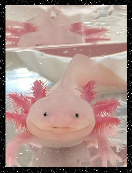 能給出更多六角龍魚的圖片嗎，六角龍魚的奧秘