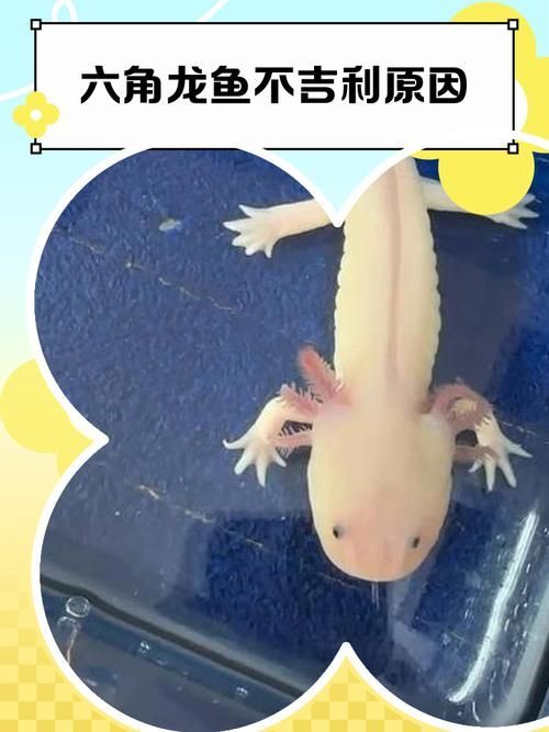 能給出更多六角龍魚的圖片嗎，六角龍魚的奧秘