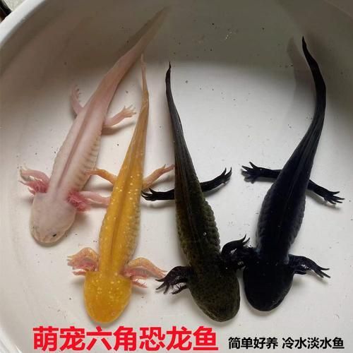能給出更多六角龍魚的圖片嗎，六角龍魚的奧秘