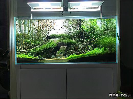 如何降低永春龍魚的飼養成本，如何完成，飼用戶要求詳解如何趕緊學會