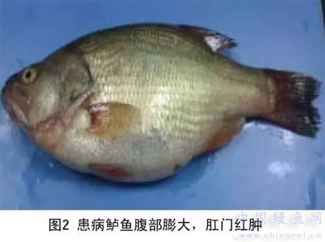 魚腹水能自愈嗎，發(fā)現(xiàn)魚腹水，應(yīng)立即尋求專業(yè)治療和干預(yù)，否則后果非常嚴(yán)重