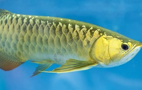 龍魚喂面包蟲后多久會出現不適癥狀？，喂食面包蟲后出現不適癥狀，這是最危險的時間段 龍魚喂面包蟲后多久會出現不適癥狀？，喂食面包蟲后出現不適癥狀，這是最危險的時間段 龍魚百科 第2張