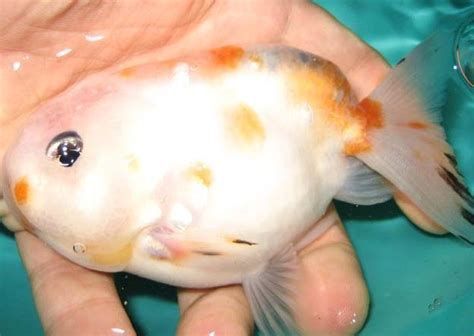 金魚有一只眼睛充血發紅，金魚一只眼睛充血發紅怎么辦
