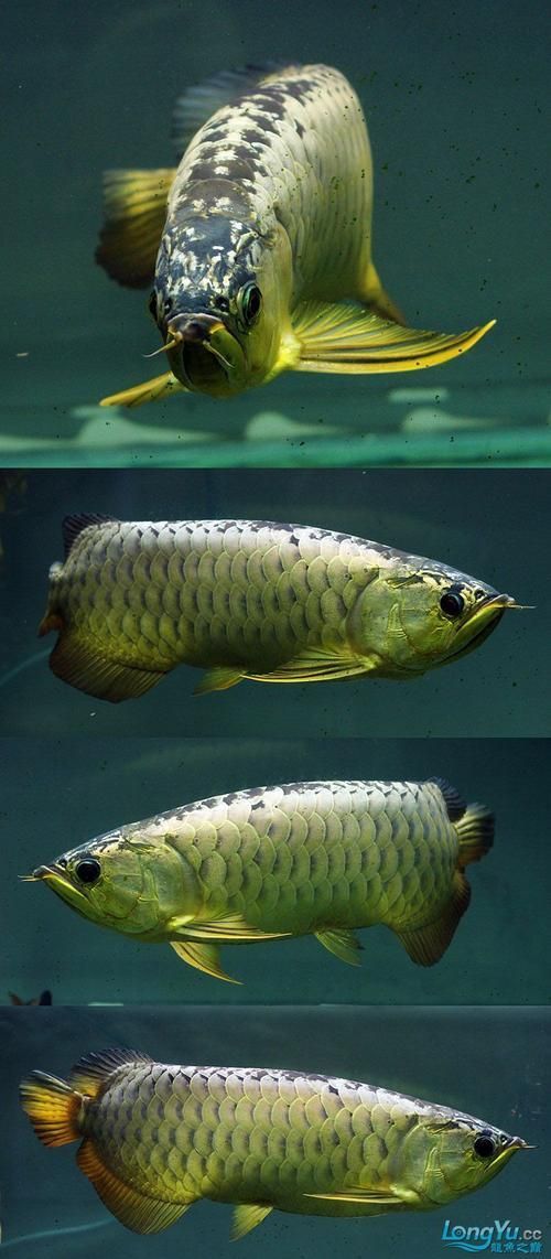 如何鑒別過背金龍魚的品質(zhì)，過背金龍魚怎么鑒別 如何鑒別過背金龍魚的品質(zhì)，過背金龍魚怎么鑒別 龍魚百科 第17張