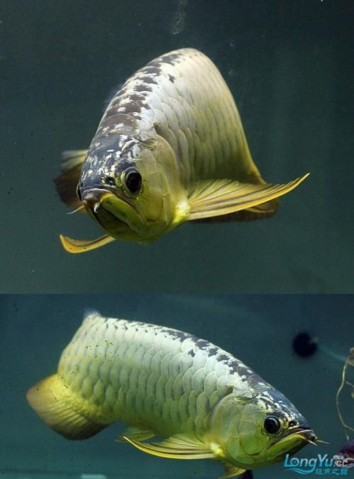 如何鑒別過背金龍魚的品質(zhì)，過背金龍魚怎么鑒別 如何鑒別過背金龍魚的品質(zhì)，過背金龍魚怎么鑒別 龍魚百科 第16張