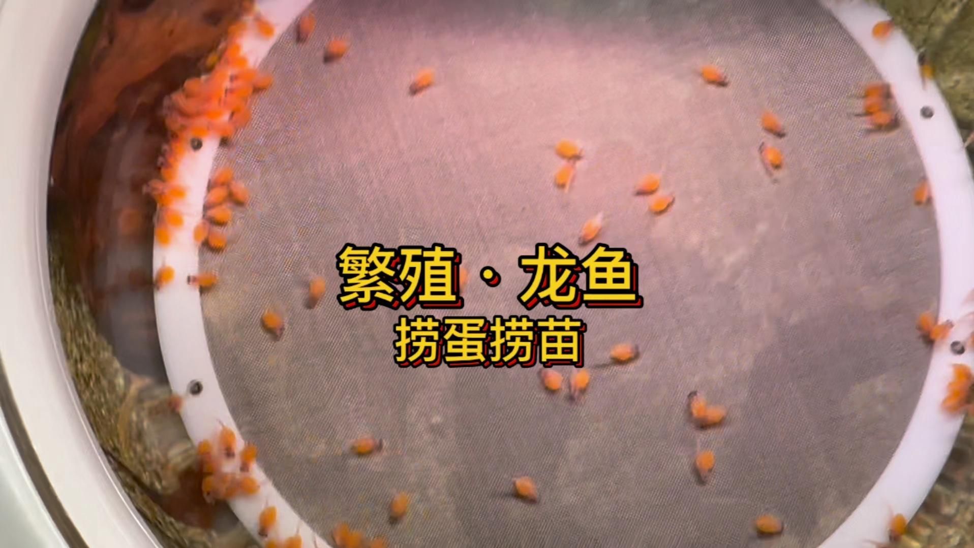田東龍魚養(yǎng)殖業(yè)未來(lái)發(fā)展規(guī)劃是什么，關(guān)于田東縣龍魚養(yǎng)殖業(yè)未來(lái)發(fā)展規(guī)劃 田東龍魚養(yǎng)殖業(yè)未來(lái)發(fā)展規(guī)劃是什么，關(guān)于田東縣龍魚養(yǎng)殖業(yè)未來(lái)發(fā)展規(guī)劃 龍魚百科 第7張