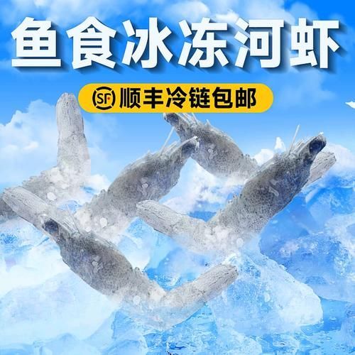 如何訓練龍魚接受凍蝦，monsterfishkeepers.com訓練龍魚接受凍蝦