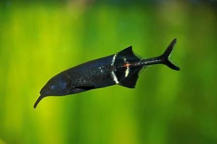 非洲象鼻魚和龍魚哪個更有投資價值，非洲象鼻魚與非洲象鼻魚投資價值對比分析龍魚投資價值 非洲象鼻魚和龍魚哪個更有投資價值，非洲象鼻魚與非洲象鼻魚投資價值對比分析龍魚投資價值 龍魚百科 第4張