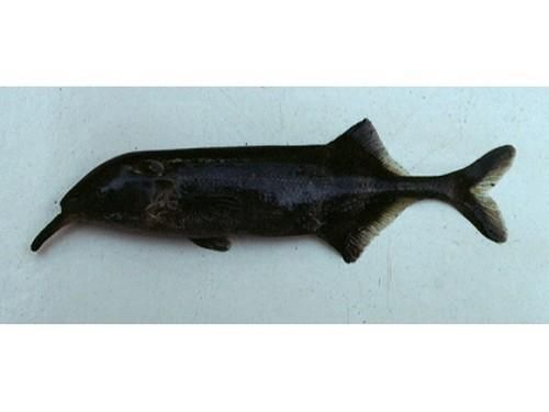 非洲象鼻魚和龍魚哪個更有投資價值，非洲象鼻魚與非洲象鼻魚投資價值對比分析龍魚投資價值