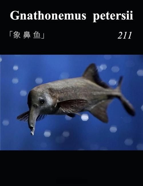 非洲象鼻魚和龍魚哪個更有投資價值，非洲象鼻魚與非洲象鼻魚投資價值對比分析龍魚投資價值