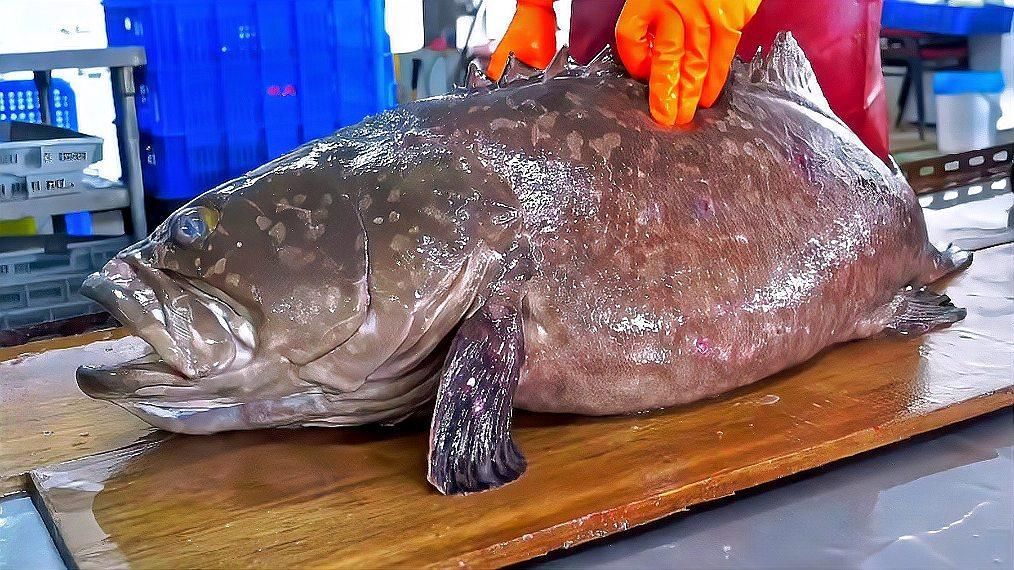 龍躉魚有哪些常見的烹飪方法，魚腩肥美適合秋冬滋補(bǔ)，