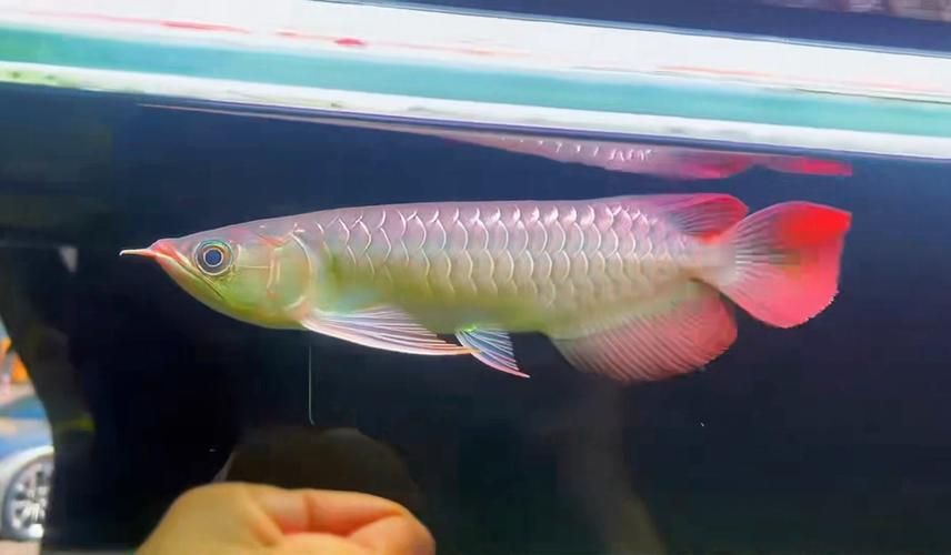 大湖紅龍魚的最佳購買年齡是多少，大湖紅龍魚最佳購買年齡是多少大湖紅龍魚的最佳購買年齡是多少