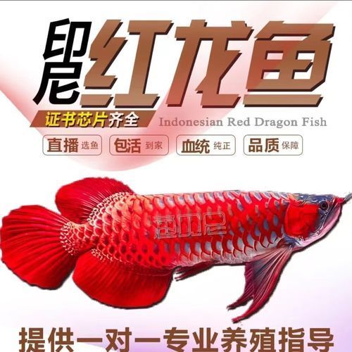 大湖紅龍魚的最佳購買年齡是多少，大湖紅龍魚最佳購買年齡是多少大湖紅龍魚的最佳購買年齡是多少