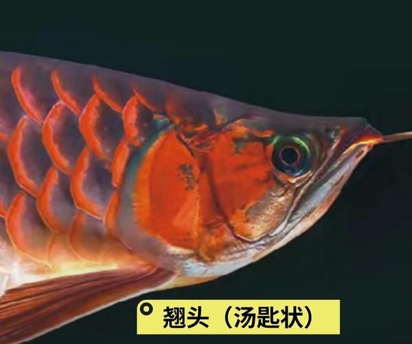 如何辨別武邑龍魚的品相，如何判斷武邑龍魚的品相？