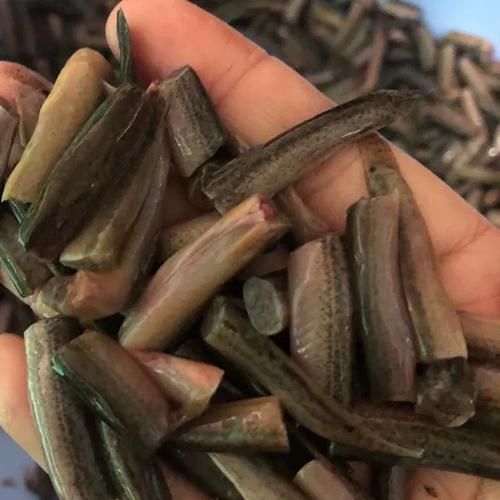 有哪些活餌適合紅龍魚食用，如何為紅龍魚選擇合適的活餌？