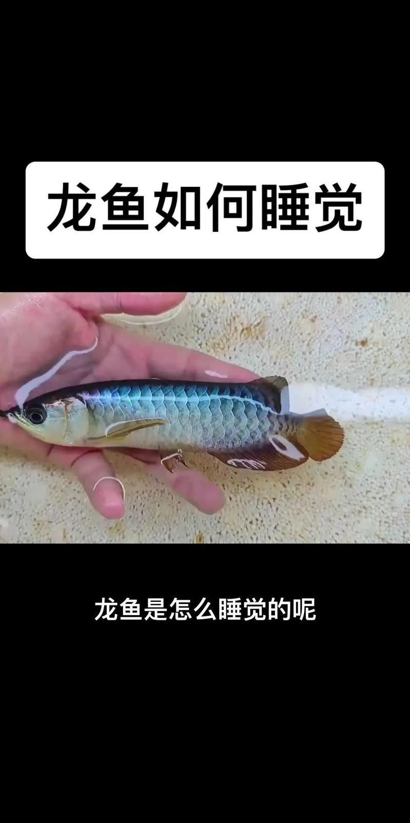 晚上不開燈，龍魚會睡覺嗎，龍魚一定會睡覺嗎？