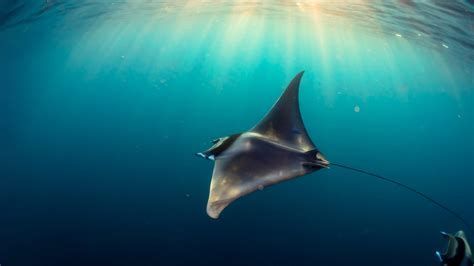 其他魟魚，其他魟魚（stingrays）是軟骨魚類中的一個多樣化科群