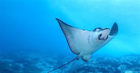 其他魟魚，其他魟魚（stingrays）是軟骨魚類中的一個多樣化科群
