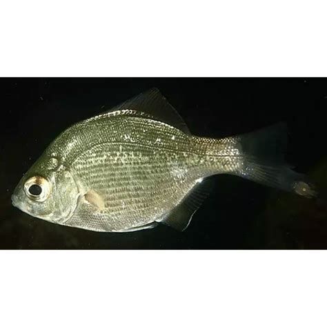 麥肯斯銀版魚，肯斯銀版魚詳解