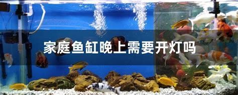 龍魚一開燈就亂撞，如何緩解？，龍魚一開燈就亂撞怎么辦