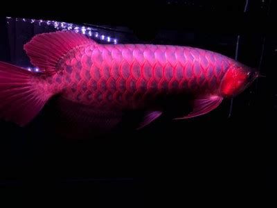 龍魚一開燈就亂撞，如何緩解？，龍魚一開燈就亂撞怎么辦