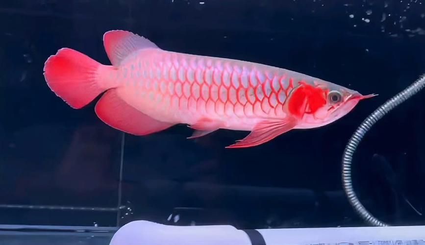 祥龍魚場有哪些頂級收藏級龍魚，祥龍魚場六大品種代表了祥龍魚場在高端龍魚場的六大品種