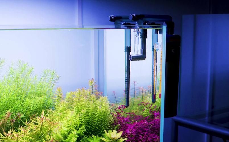 有哪些適合新手的魚缸維護工具，適合新手養魚的魚缸維護工具