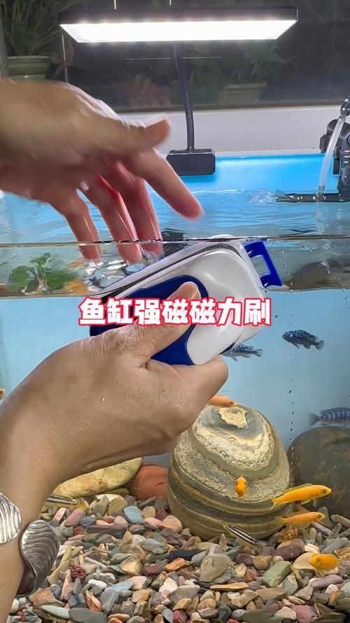 有哪些適合新手的魚缸維護工具，適合新手養魚的魚缸維護工具