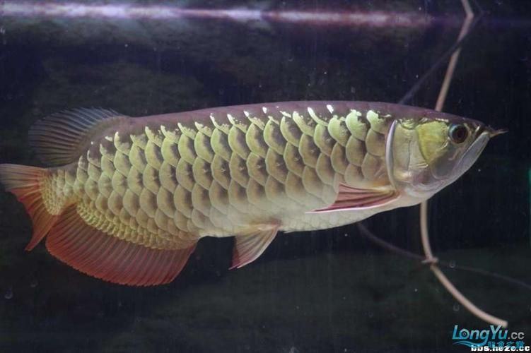 B過金龍魚和高背金龍魚哪個更耐養，b過金龍魚和高背金龍魚哪個更耐養b過金龍魚哪個更耐養