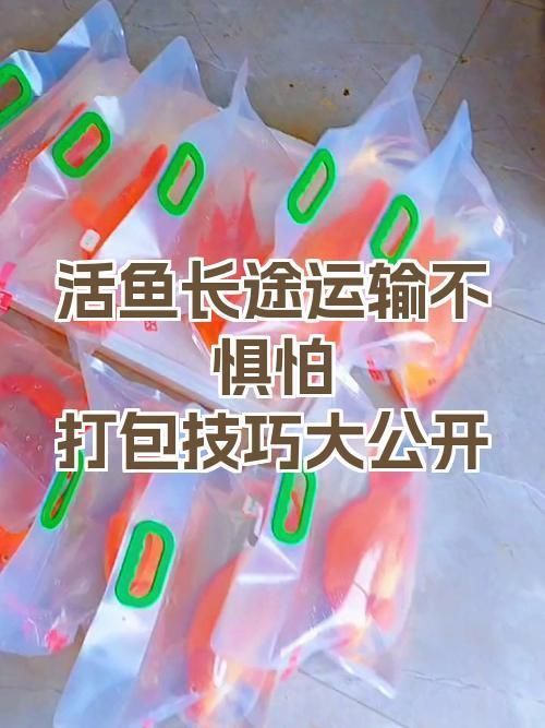 如何預訂祥龍魚場的活體運輸服務，祥龍魚場活體運輸服務 如何預訂祥龍魚場的活體運輸服務，祥龍魚場活體運輸服務 龍魚百科 第3張