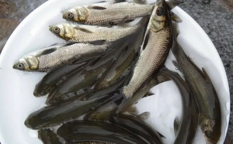 如何預訂祥龍魚場的活體運輸服務，祥龍魚場活體運輸服務 如何預訂祥龍魚場的活體運輸服務，祥龍魚場活體運輸服務 龍魚百科 第2張