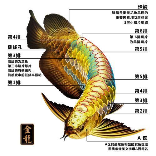 如何辨別真假富拉爾基龍魚，富拉爾基龍魚鑒別