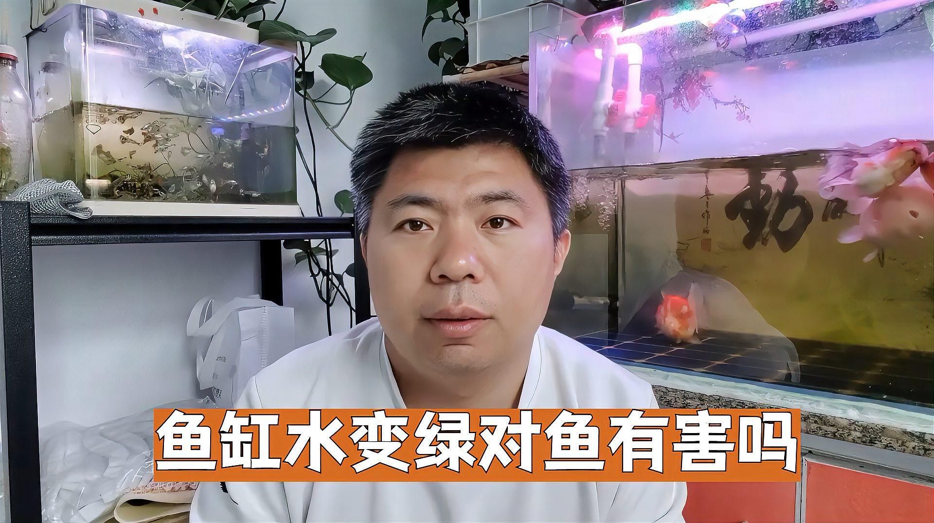如何判斷魚缸綠水是否嚴重，魚缸綠水是否嚴重，如何判斷魚缸綠水對魚有哪些影響