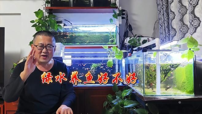 如何判斷魚缸綠水是否嚴重，魚缸綠水是否嚴重，如何判斷魚缸綠水對魚有哪些影響