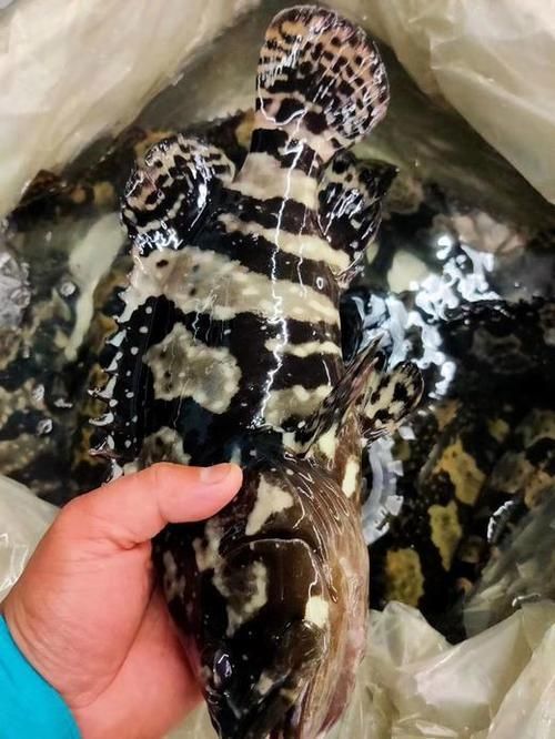 能否提供虎斑恐龍魚闖缸的視頻教程，“虎斑恐龍魚闖缸”即學名為恩氏多鰭魚（polypterusendlicheri）