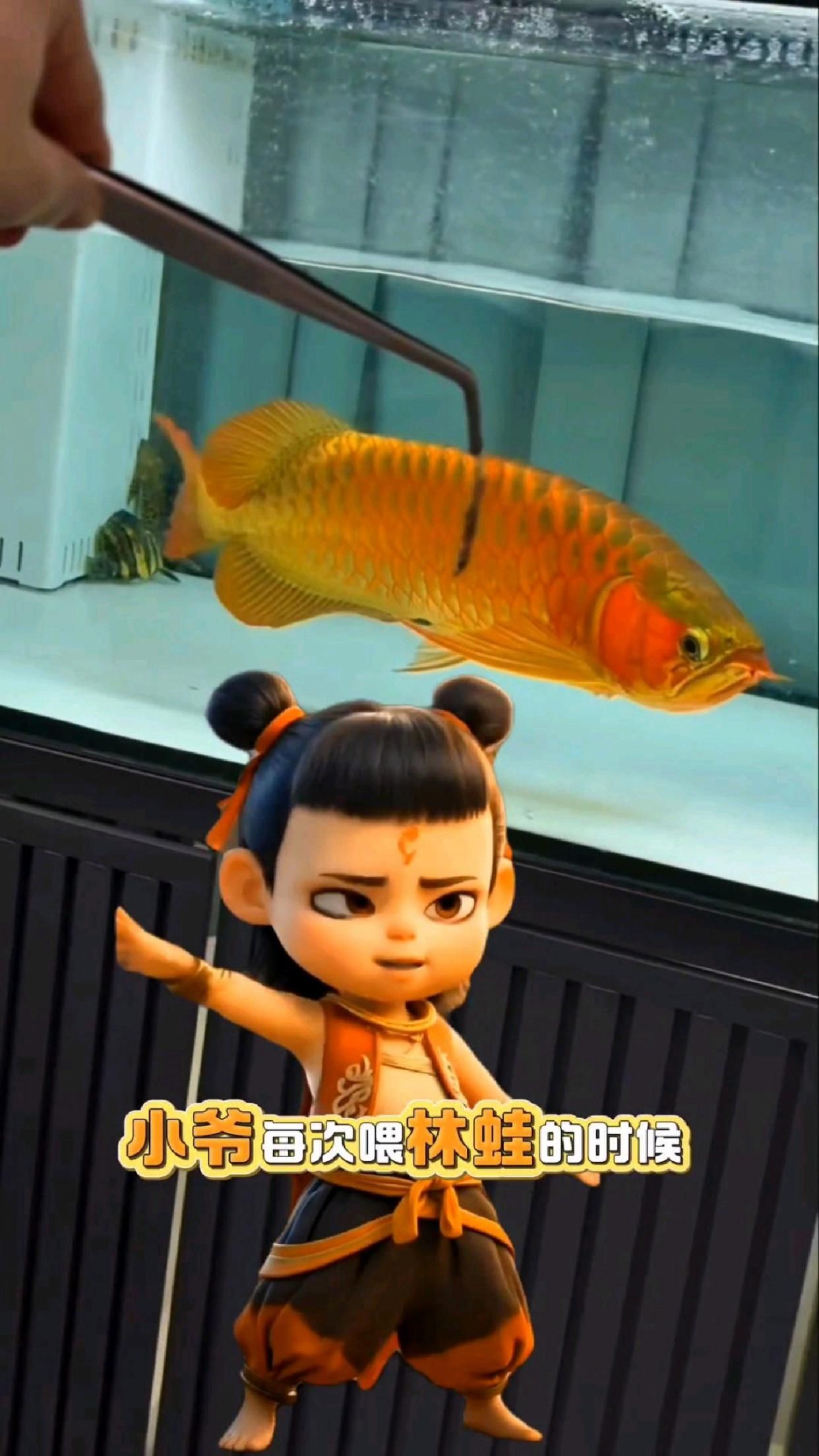 新手飼養龍魚需要注意什么，新手飼養龍魚必須掌握的四大核心要點