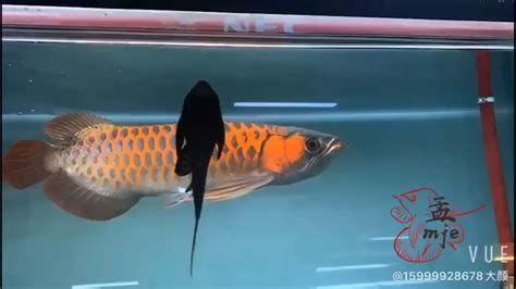廣州孟吉爾，孟吉爾水族貿易有限公司