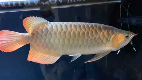 廣州孟吉爾，孟吉爾水族貿易有限公司